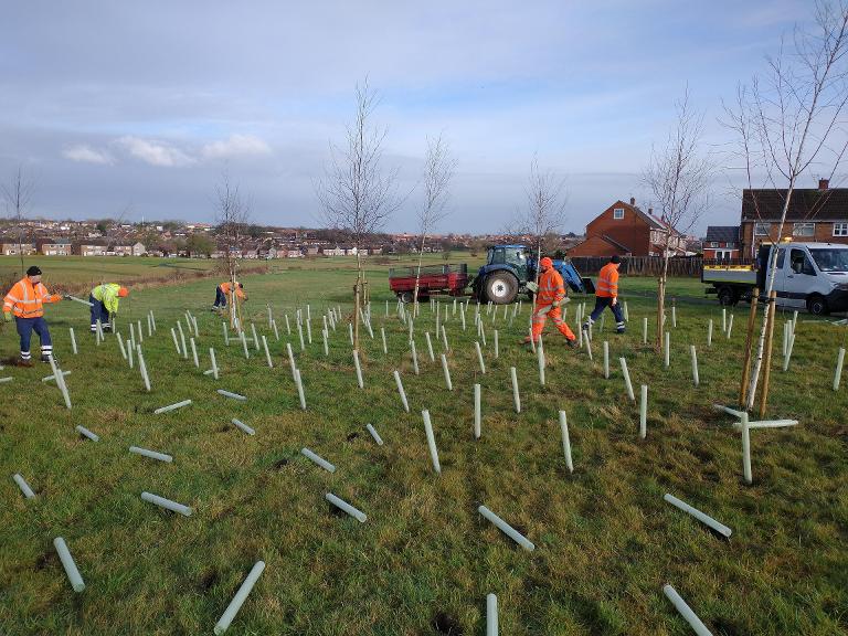 tree planting