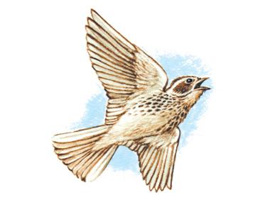 Skylark