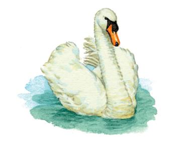 Swan 1