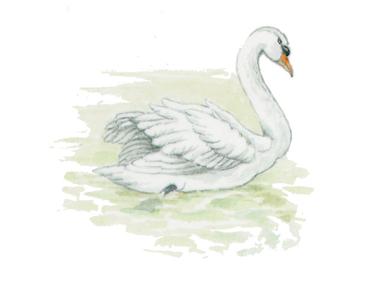 Swan 2