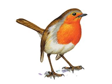 Robin