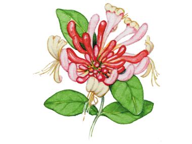 Honeysuckle